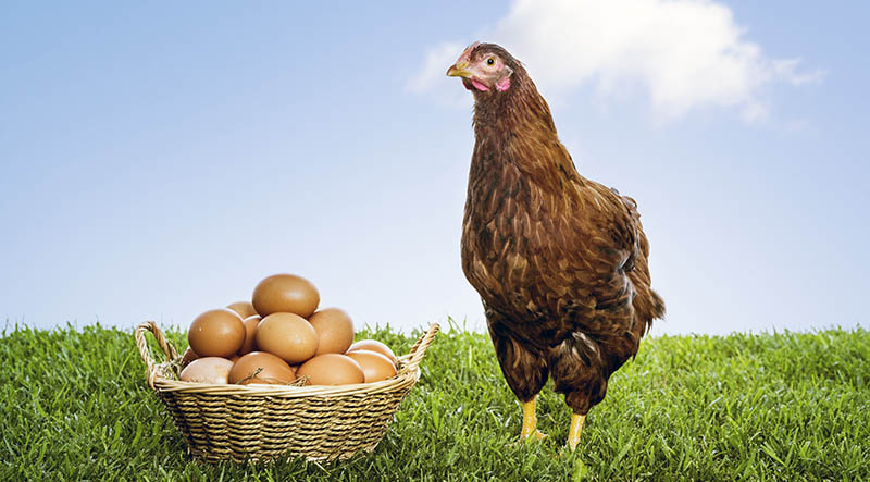 Eggcellent Idea! Graphite Permanent Mold Helps Incubator Care for Eggs